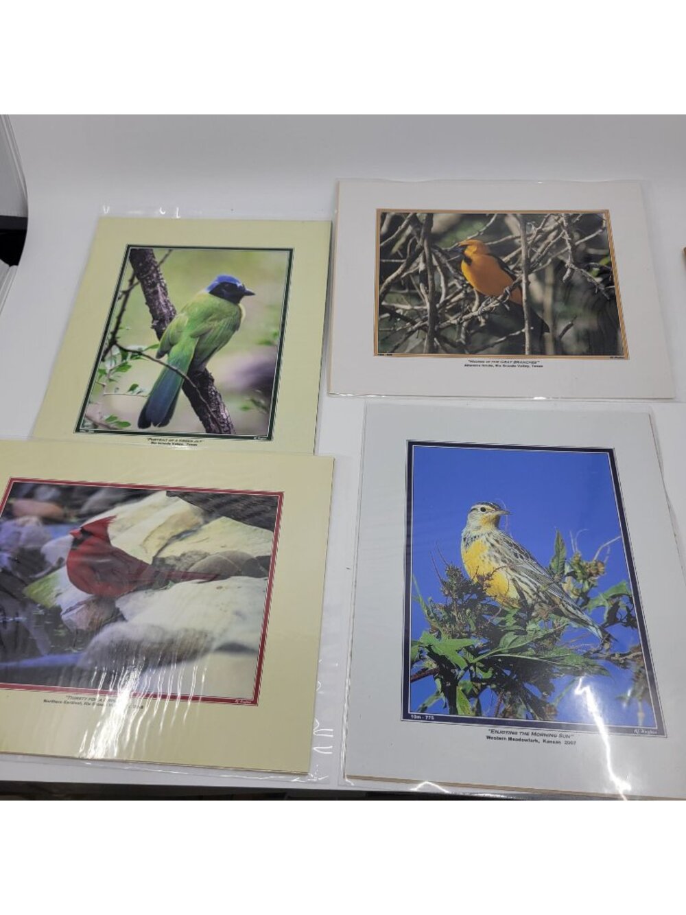 PHOTOGRAPHY Art Prints Lot 4 Vintage BIrds Birding Nature Photos  - HW026
